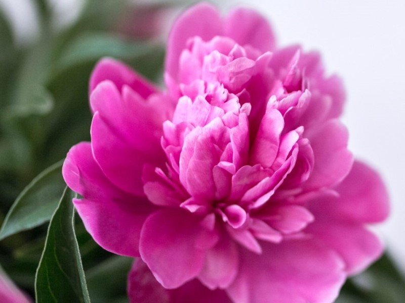 サステナブルな環境で咲き誇る花（画像はイメージ）