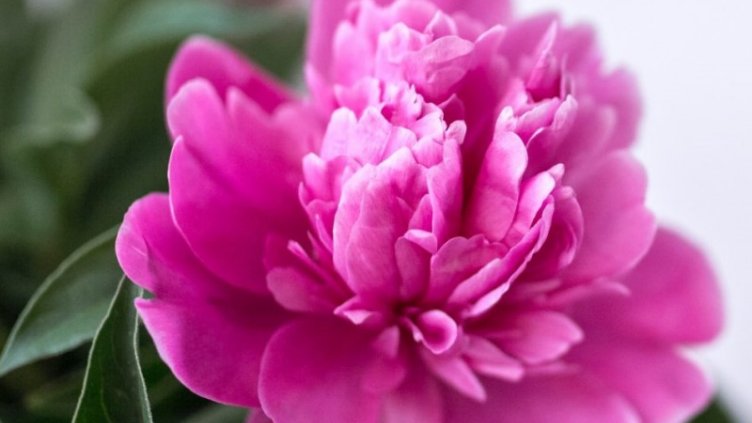 サステナブルな環境で咲き誇る花（画像はイメージ）