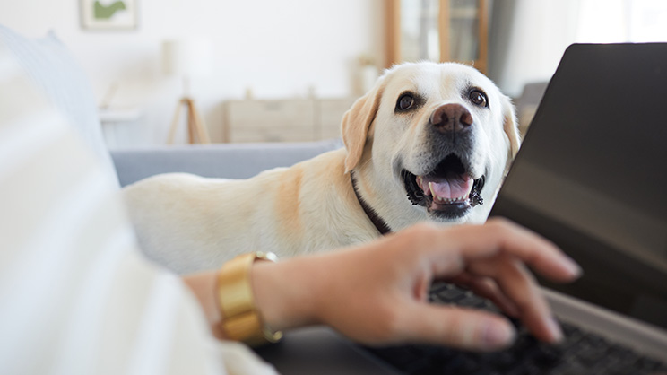 オフィスでパソコン作業中のワーカーに寄り添う飼い犬