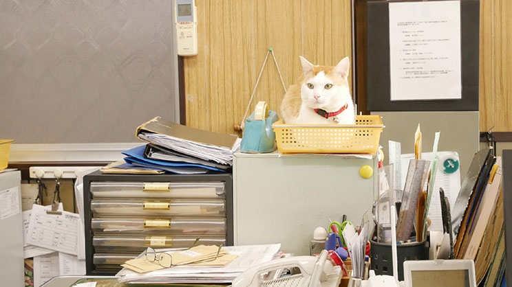 日本企業のオフィスで飼育されている猫