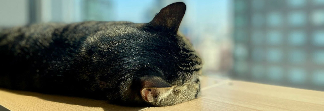 オフィスの窓際でくつろぐ猫