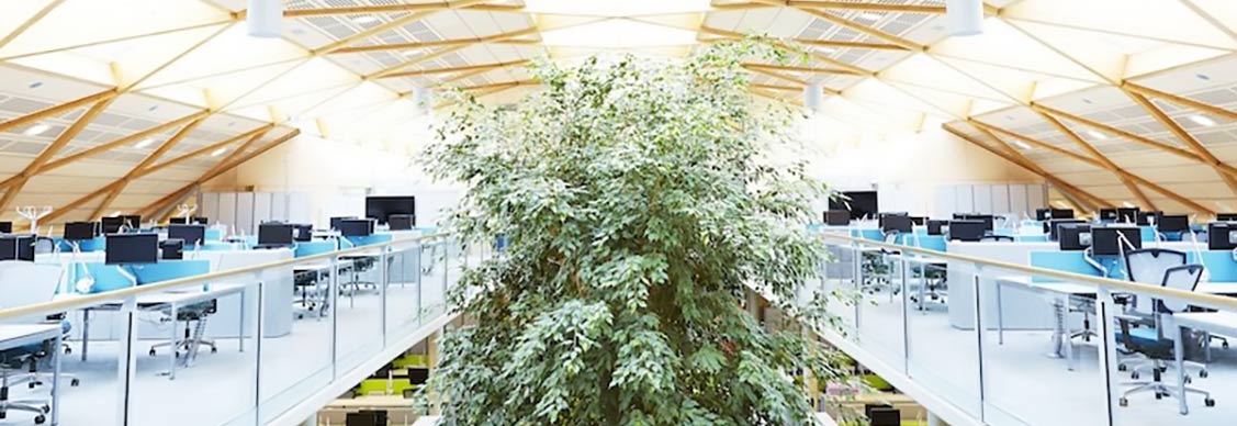 A view of an office where office greening is being implemented